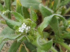 Plagiobothrys arizonicus