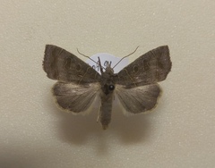Ipimorpha subtusa