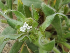 Plagiobothrys arizonicus