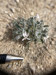 Loeseliastrum schottii