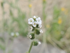 Plagiobothrys arizonicus