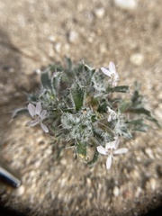 Loeseliastrum schottii