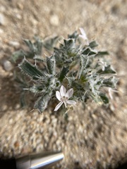 Loeseliastrum schottii