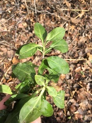 Saponaria officinalis
