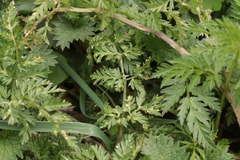 Protomyces macrosporus