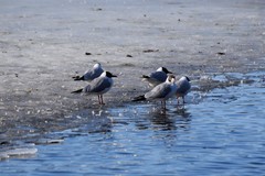 Chroicocephalus ridibundus