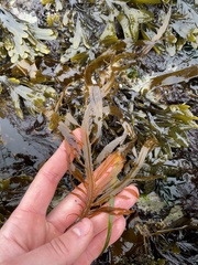 Desmarestia ligulata