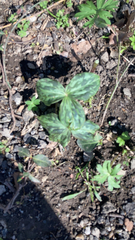 Trillium sessile