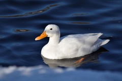 Anas platyrhynchos domesticus