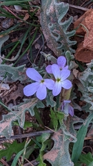 Matthiola parviflora