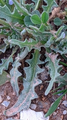 Matthiola parviflora