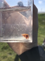 Cyzicus californicus