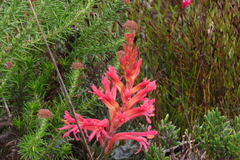 Tritoniopsis antholyza