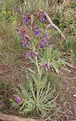 Anchusa undulata