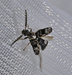 Bruchidius bimaculatus