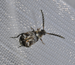 Bruchidius bimaculatus