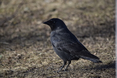 Corvus monedula