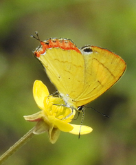 Heliophorus brahma