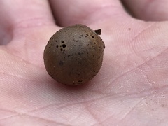 Disholcaspis quercusglobulus