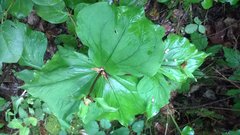 Trillium ovatum ovatum