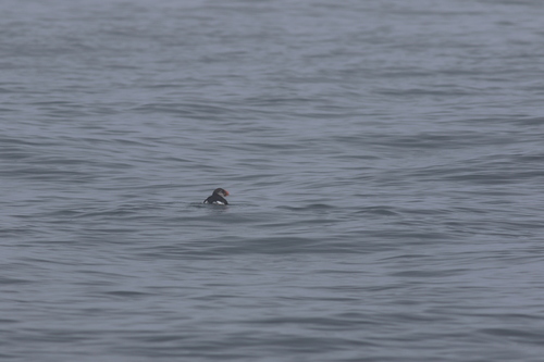Atlantic Puffin photographed in Massachusetts