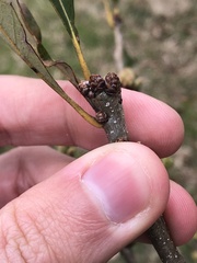 Quercus × comptoniae