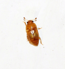 Epuraea luteola