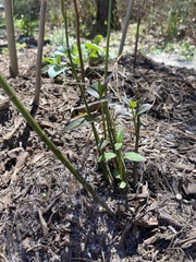 Asclepias perennis