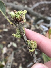 Quercus × comptoniae