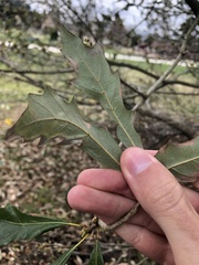 Quercus × comptoniae