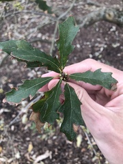 Quercus × comptoniae