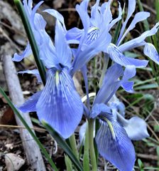 Iris vartanii