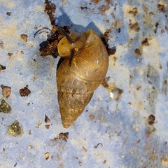 Bulimulus tenuissimus