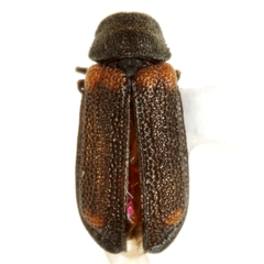 Melyrodes basalis