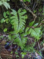 Cyathea borinquena
