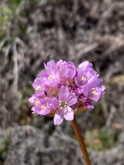 Armeria maritima californica
