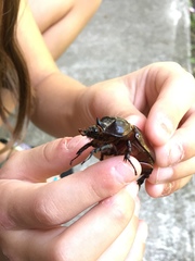 Strategus aloeus