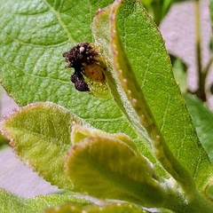 Cyphonia clavigera