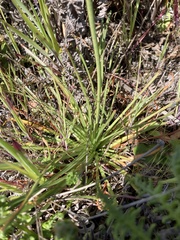Armeria maritima californica