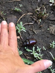 Strategus aloeus