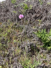 Armeria maritima californica