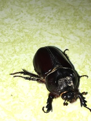 Strategus aloeus