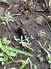 Strategus aloeus