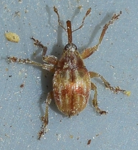 Corimalia tamarisci