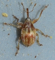Corimalia tamarisci