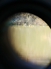 Trachemys scripta scripta