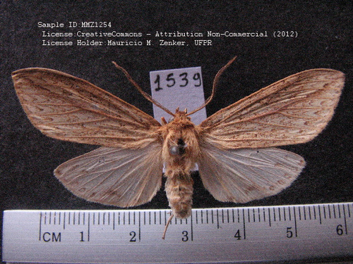 Leucanopsis suavina