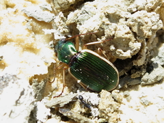 Chlaenius spoliatus
