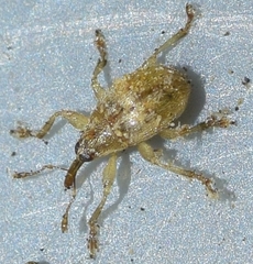 Corimalia tamarisci
