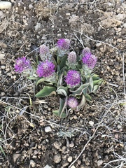 Veronica wyomingensis